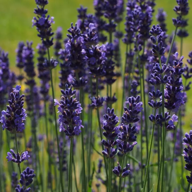 Lavande vraie 200 graines
