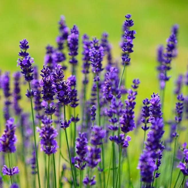 Lavande vraie 200 graines