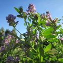 Luzerne - Alfalfa 80 grammes