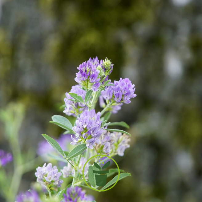 Luzerne - Alfalfa 50 grammes