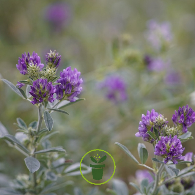 Luzerne - Alfalfa 50 grammes