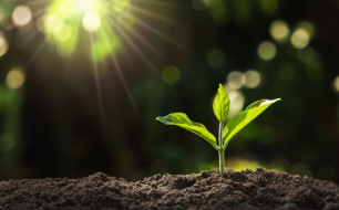 Qu’est-ce que la faculté germinative des graines ?