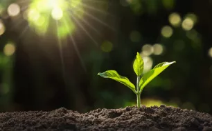 Qu’est-ce que la faculté germinative des graines ?