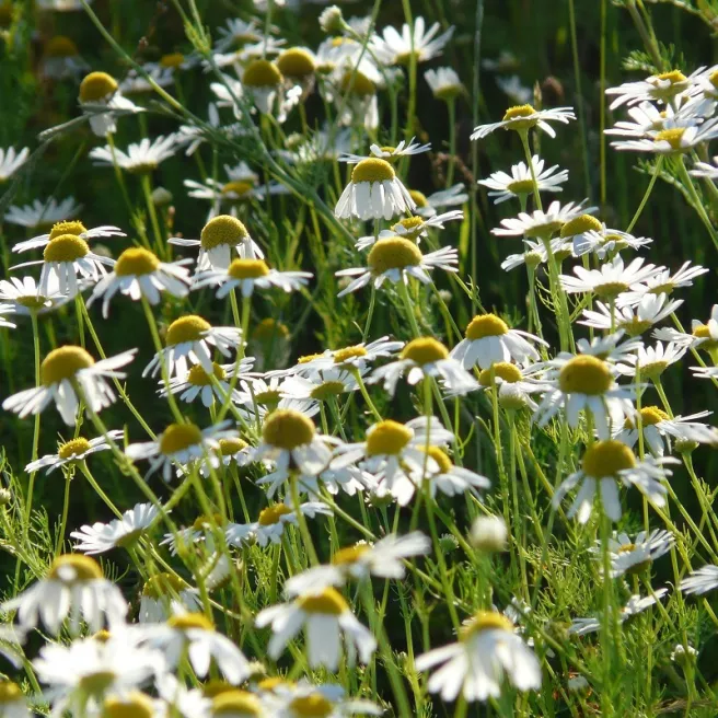 Camomille matricaire BIO 0,1 gramme