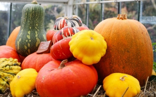 Quelles cucurbitacées sont idéales pour la décoration d’automne et d’hiver ?