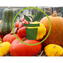 Quelles cucurbitacées sont idéales pour la décoration d’automne et d’hiver ? Quelles cucurbitacées sont idéales pour la décoration d’automne et d’hiver ?