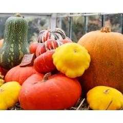 Quelles cucurbitacées sont idéales pour la décoration d’automne et d’hiver ?