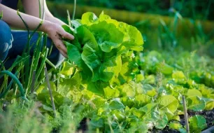 Comment blanchir ses légumes d’hiver au potager ?