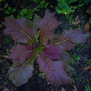 Moutarde de Chine Red Giant BIO 1 grammes