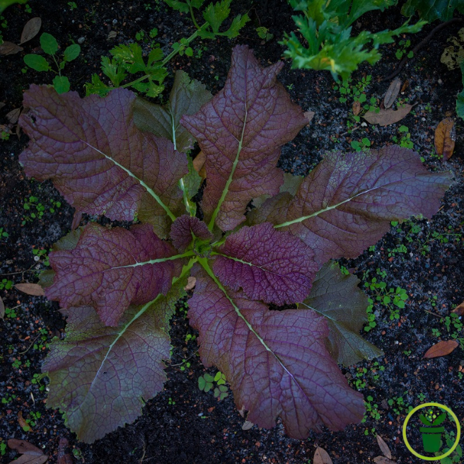 Moutarde de Chine Red Giant BIO 1 grammes