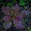 Moutarde de Chine Red Giant BIO 1 grammes
