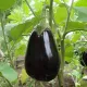Aubergine Black Beauty BIO 0,15 gramme