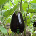 Aubergine Black Beauty BIO 0,15 gramme