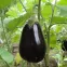 Aubergine Black Beauty BIO 0,15 gramme