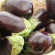 Aubergine Black Beauty BIO 0,15 gramme