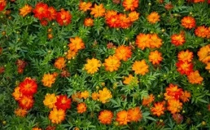 Quelles sont les plantes tinctoriales à cultiver au jardin ?