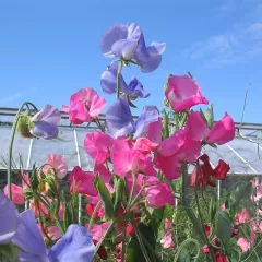 Pois de senteur Spencer mélange BIO 2,5 grammes (+/- 30 graines)