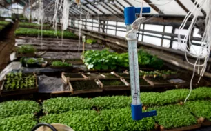 Quelle est la température idéale de germination de vos semis ?