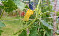 Comment faire grimper les cucurbitacées pour gagner de la place au potager ?