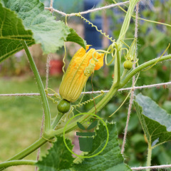 Comment faire grimper les cucurbitacées pour gagner de la place au potager ? Comment faire grimper les cucurbitacées pour gagner de la place au potager ?