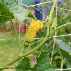 Comment faire grimper les cucurbitacées pour gagner de la place au potager ?
