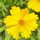 Coreopsis lanceolata Mayfield Giants 300 graines