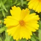 Coreopsis lanceolata Mayfield Giants 300 graines