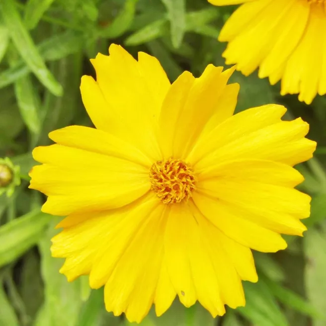 Coreopsis lanceolata Mayfield Giants 300 graines
