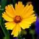 Coreopsis lanceolata Mayfield Giants 300 graines