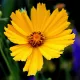 Coreopsis lanceolata Mayfield Giants 300 graines