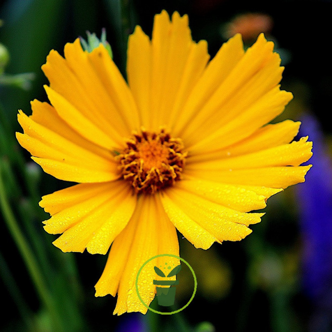 Coreopsis lanceolata Mayfield Giants 300 graines Coreopsis lanceolata Mayfield Giants 300 graines