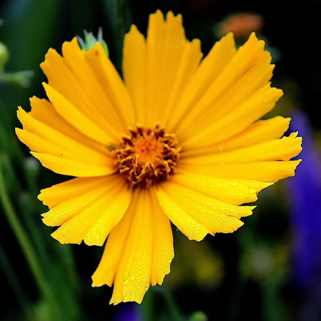 Coreopsis lanceolata Mayfield Giants 300 graines