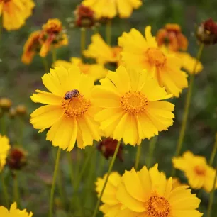 Coreopsis lanceolata Mayfield Giants 300 graines