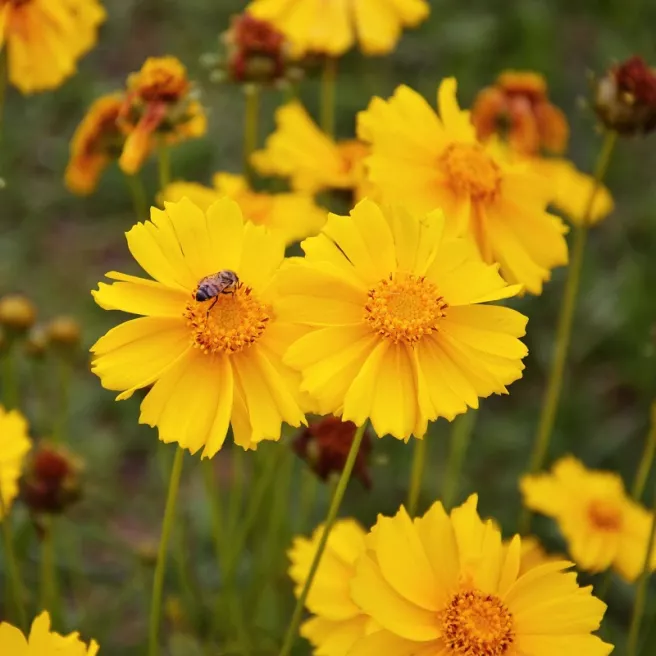 Coreopsis lanceolata Mayfield Giants 300 graines