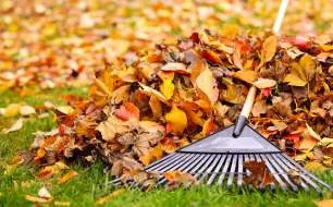 Jardinage en novembre : s’occuper de ses légumes, fleurs et arbustes