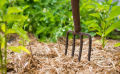 Comment préparer et protéger le potager pour l’hiver ?