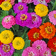 Zinnia Elegans Royal varié 