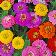 Zinnia Elegans Royal varié 