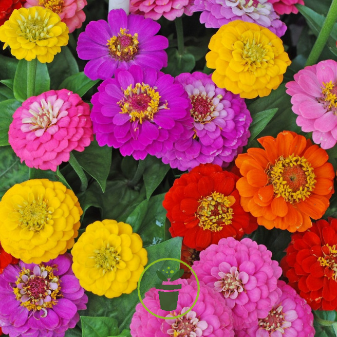 Graines de fleurs Zinnia Bio