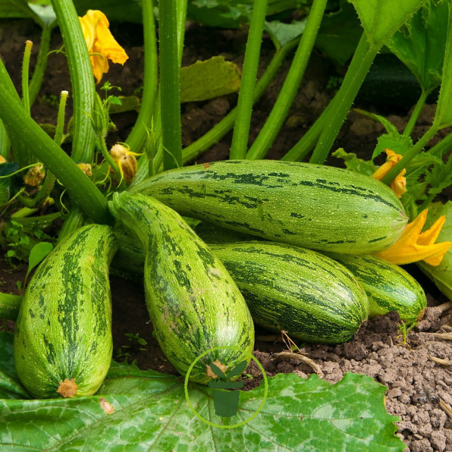 Courgette Nimba