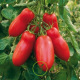 Tomate San Marzano