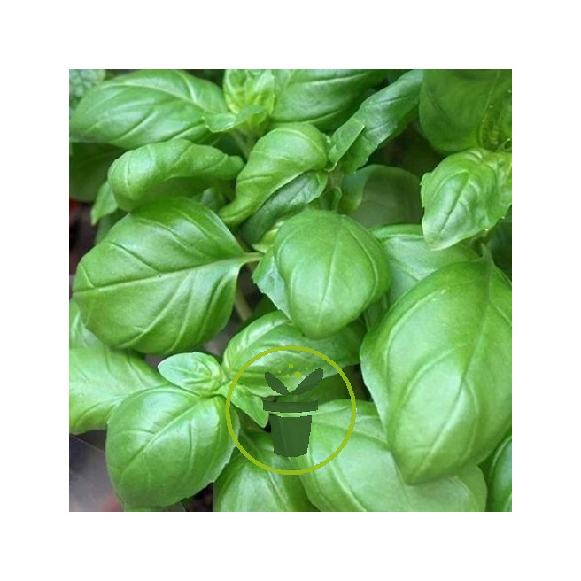 Basilic à grandes feuilles