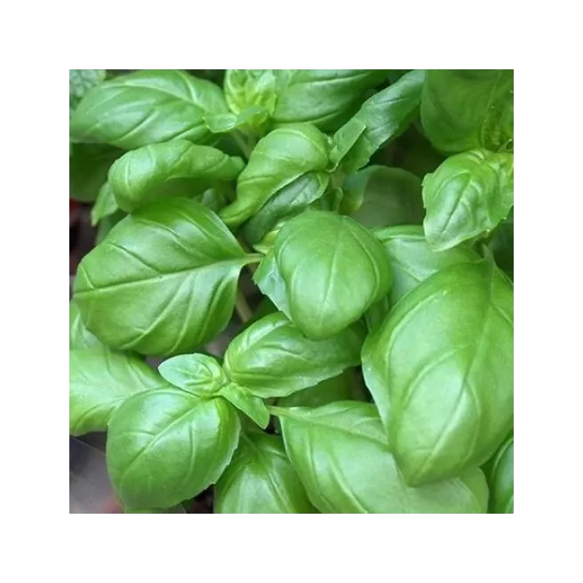 Basilic à grandes feuilles