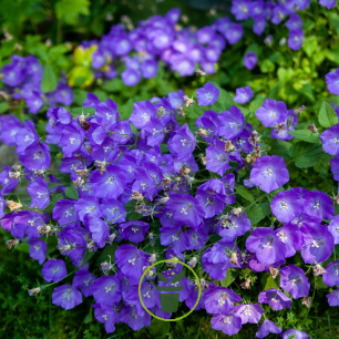 Graines de Campanules rampantes, pour massif et pour fleurs coupées