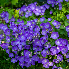 Campanule des Carpathes