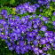Graines de Campanule des Carpates Bleue, fleurs vivaces bleu azur au jardin