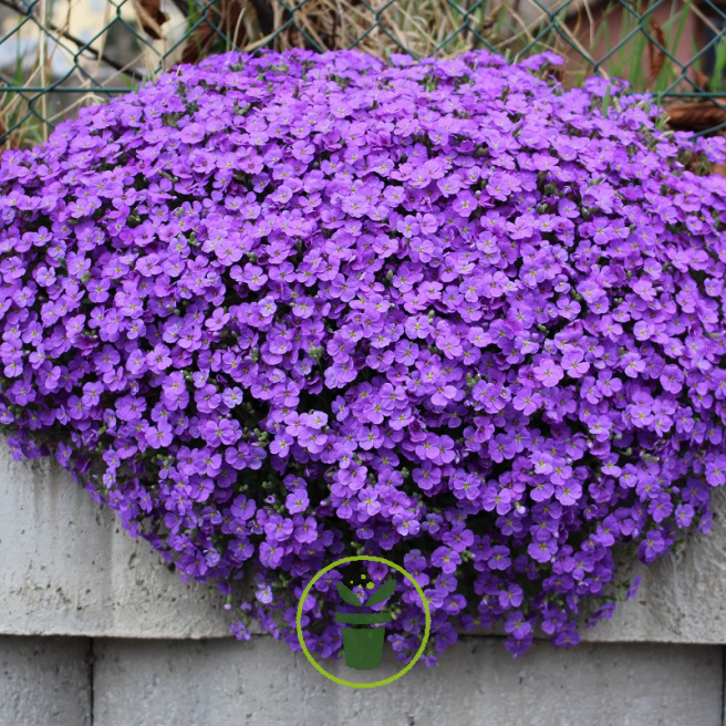 Aubrietia cascade Aubrietia cascade