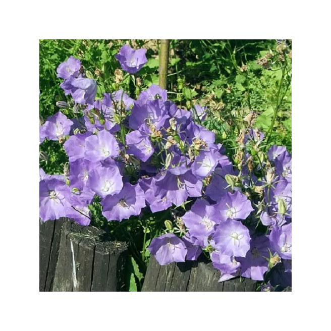 Campanule des Carpathes