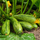 Courgette Nimba