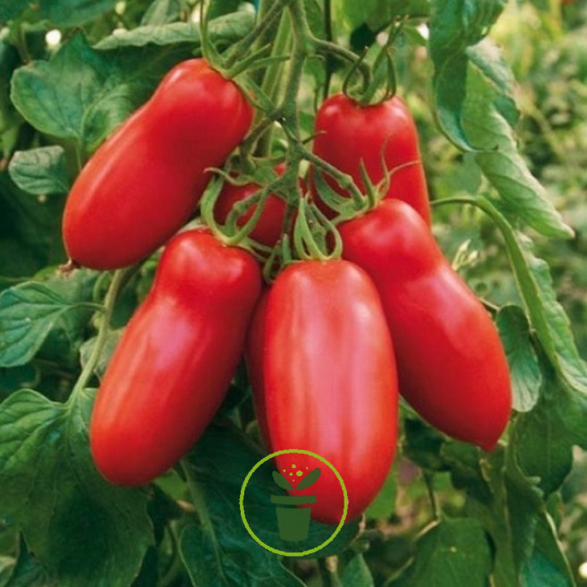 Tomate San Marzano Tomate San Marzano